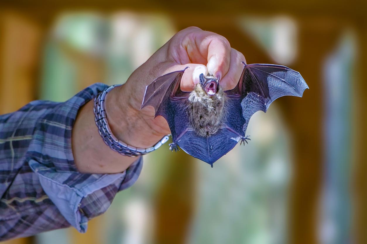 Coût de l'élimination des chauves-souris