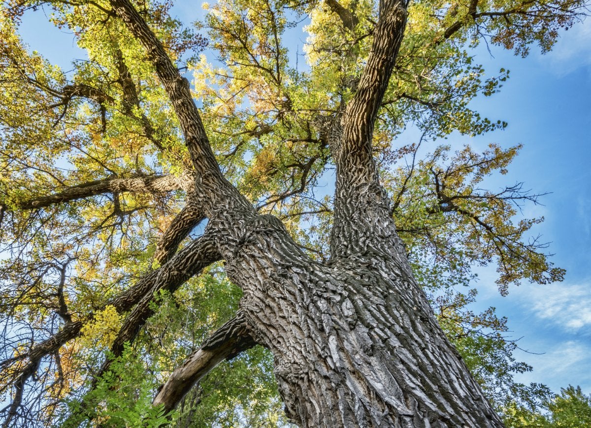 10 Trees That Spell Trouble for Your Yard