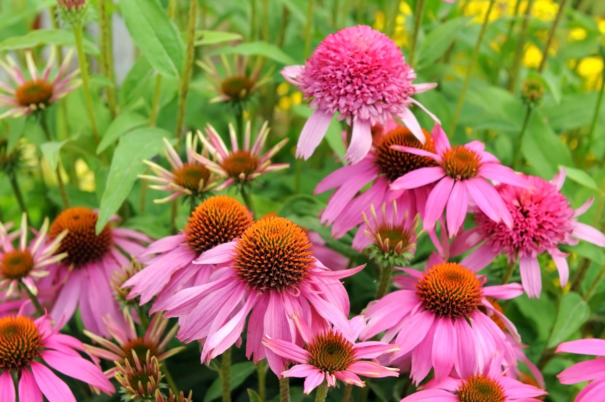 fleurs qui attirent les abeilles - plusieurs échinacées roses