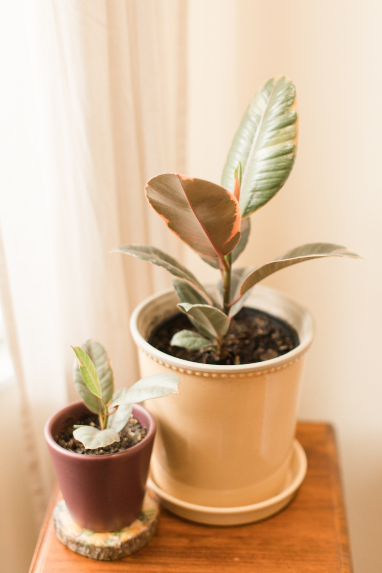 rubber plant care