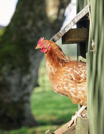 Chicken Coop Cost