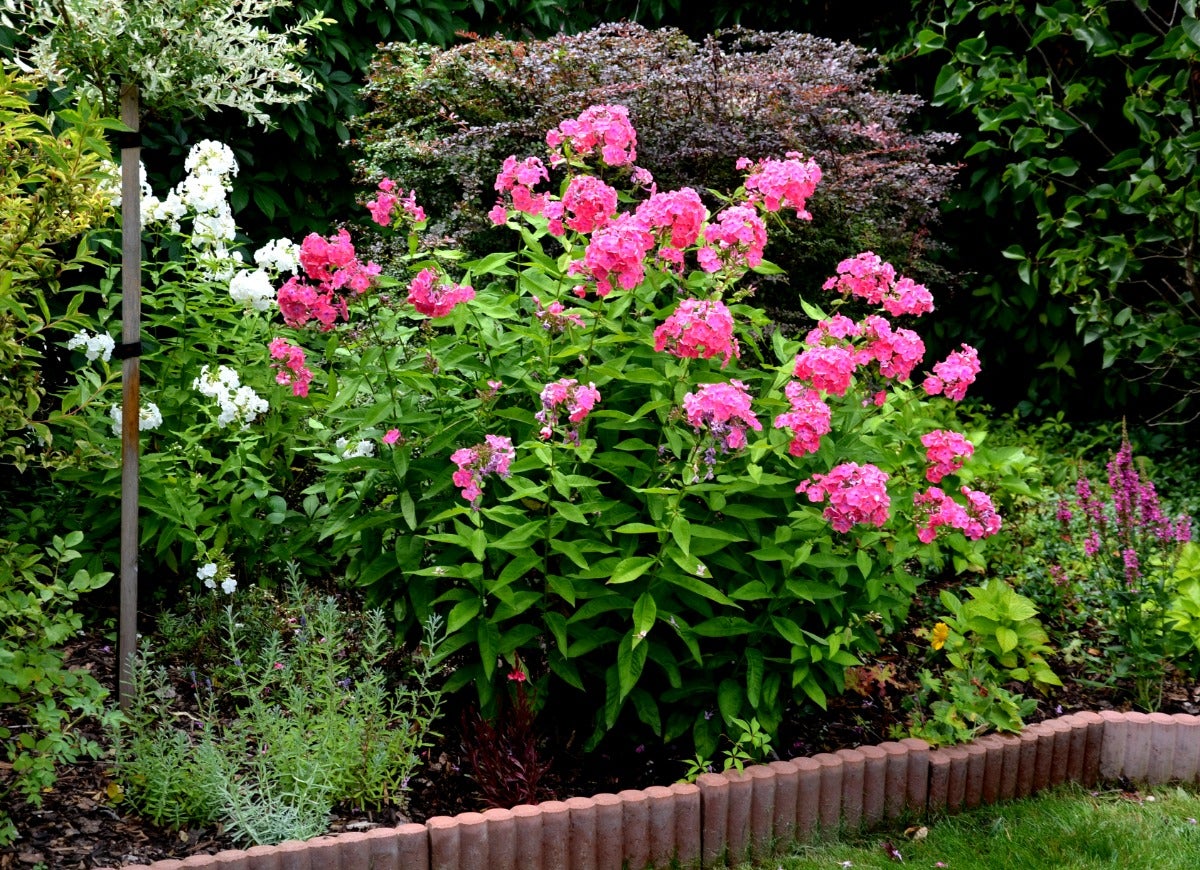 10 Tall Plants for an Interesting Landscape