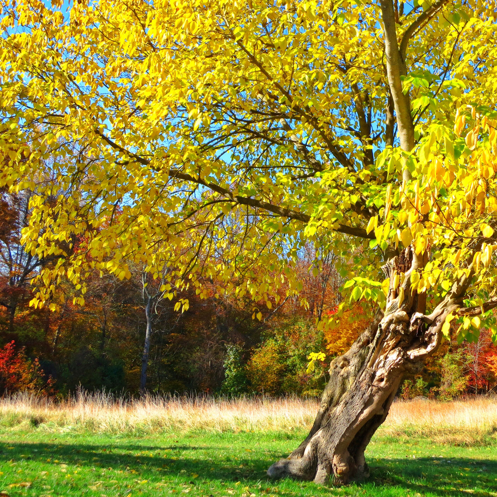 arbre dans un champ avec des feuilles jaunes et un tronc qui penche