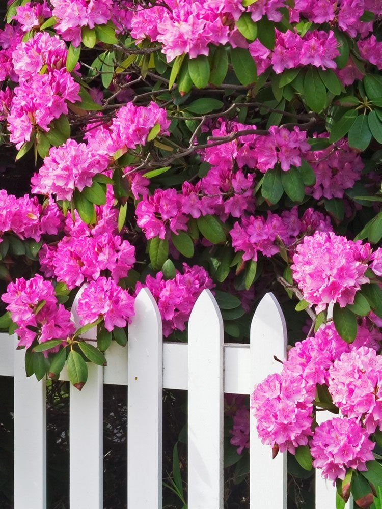 39 Plants You’ll Love If You Hate Fall Yard Work