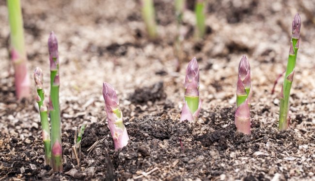 comment faire pousser des asperges