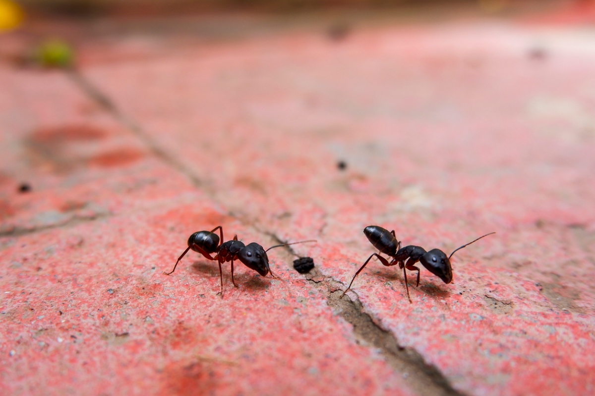 Little black ants