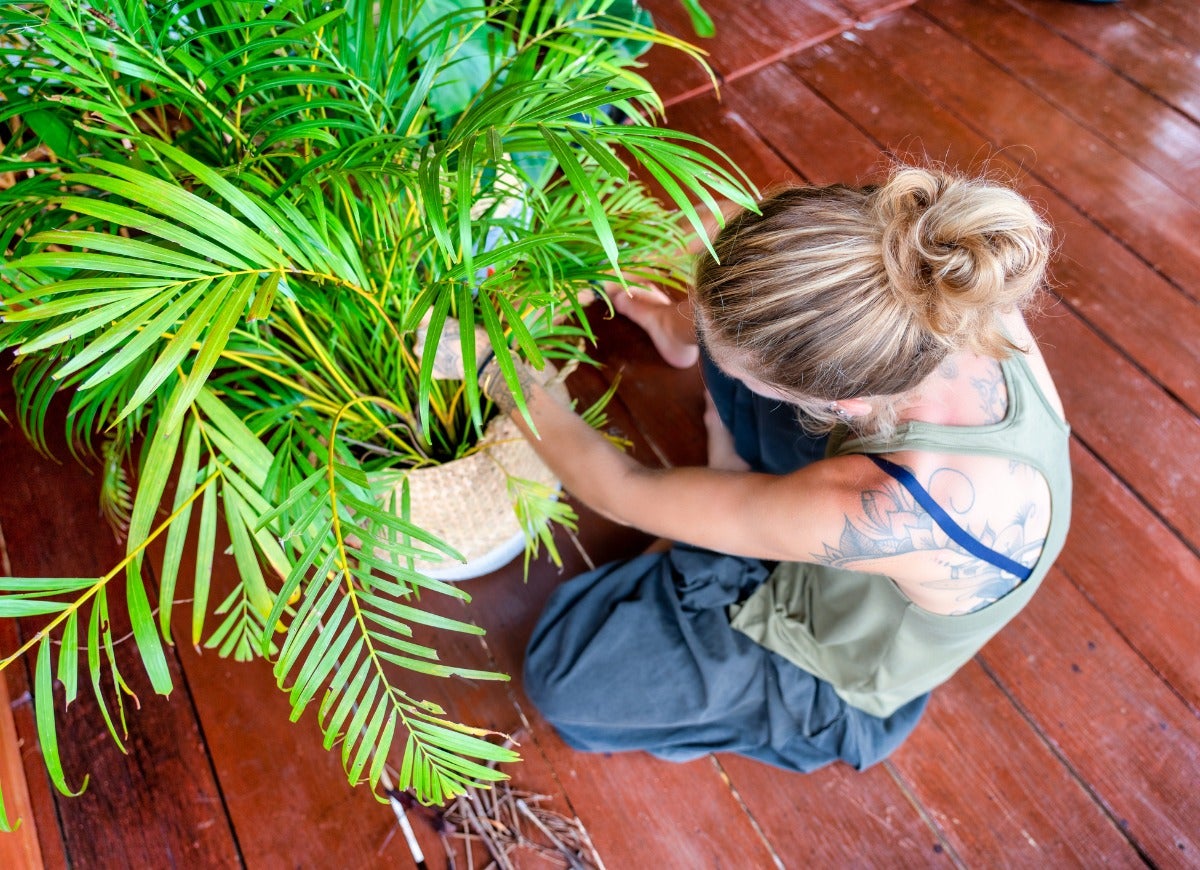 10 Trees That Tolerate Low Light Indoors