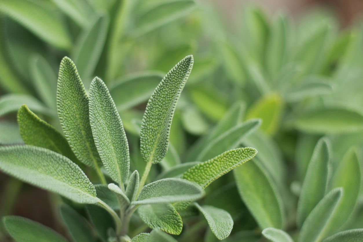 8 Plants That Repel Ants