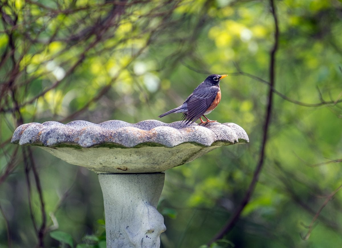 10 Times You Can Get Nature to Do Your Yard Work for You