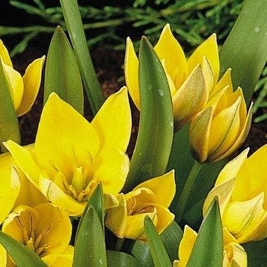 Botanical Tulips: Jewels of the Garden