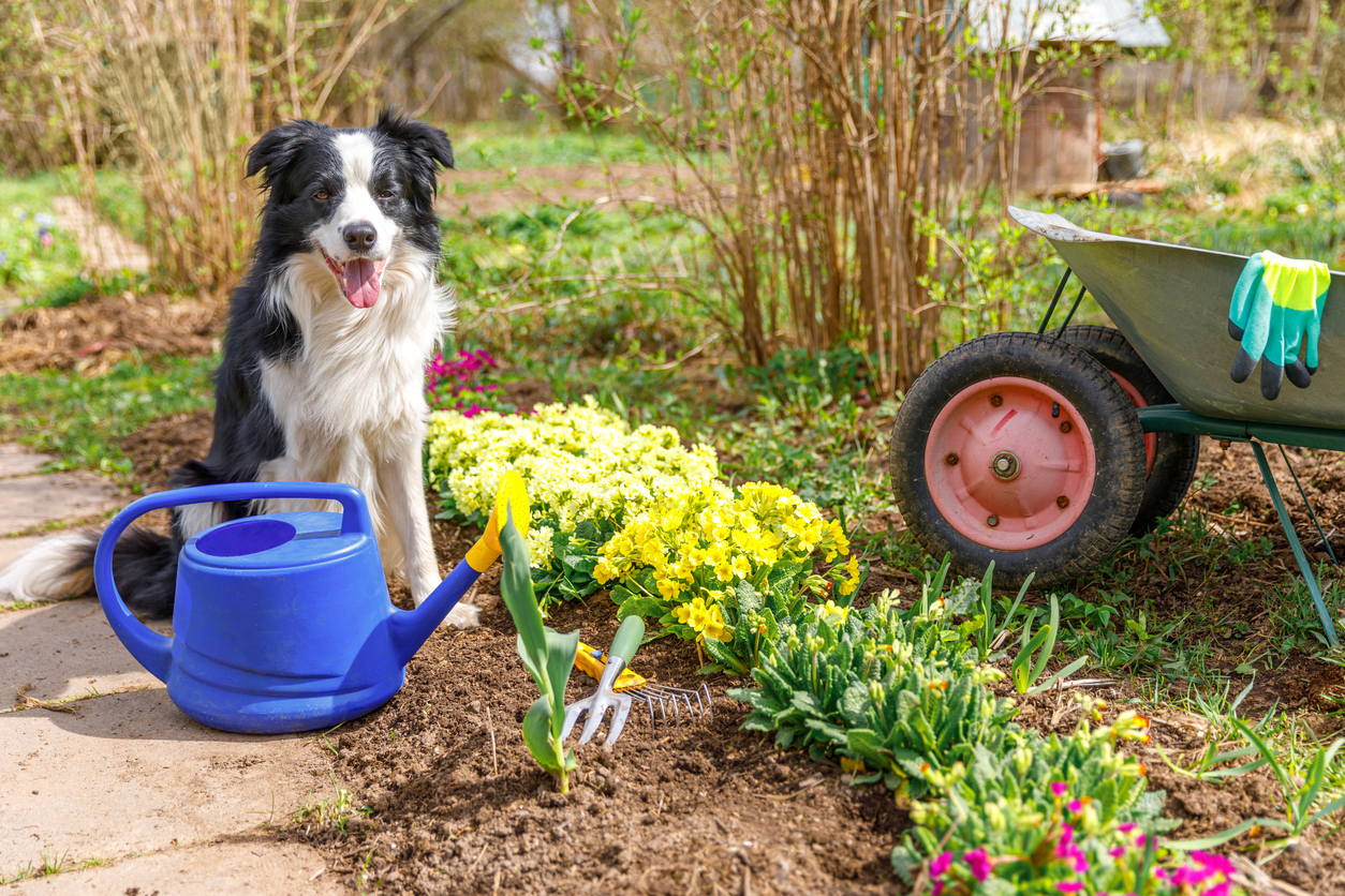 Portrait extérieur d'un chien border collie avec un arrosoir et un chariot de jardin sur fond de jardin