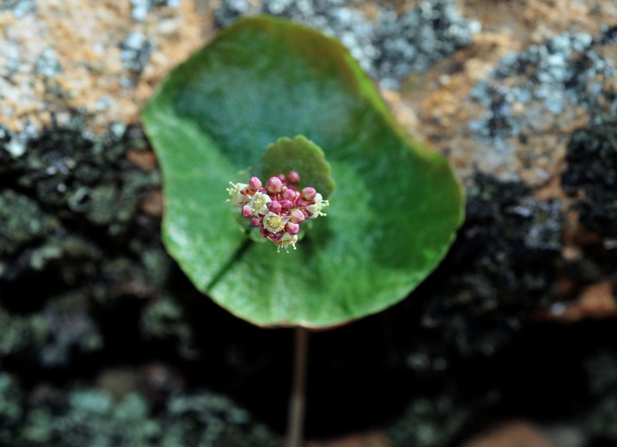 8 Exotic Houseplants You’ve Never Heard Of