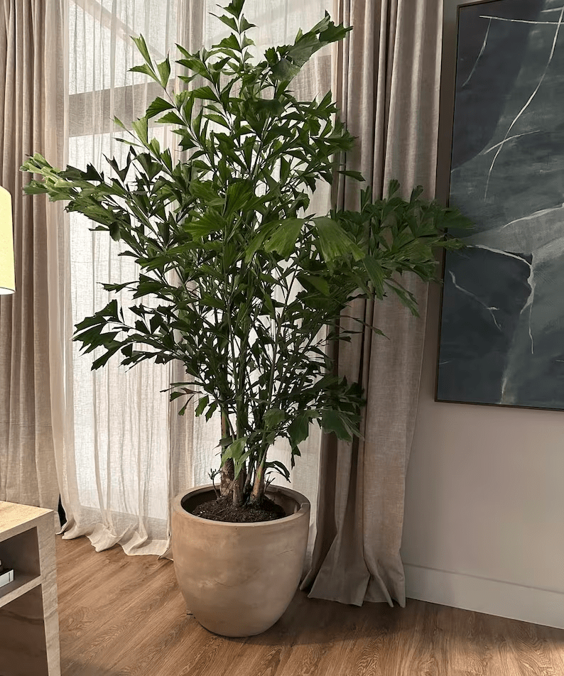 A large fishtail palm tree potted as a houseplant inside a home.