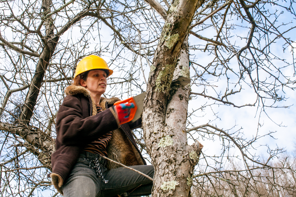 iStock-961913858 14 astuces pour protéger votre jardin des intempéries Une femme élague une branche d'arbre avec une scie à main