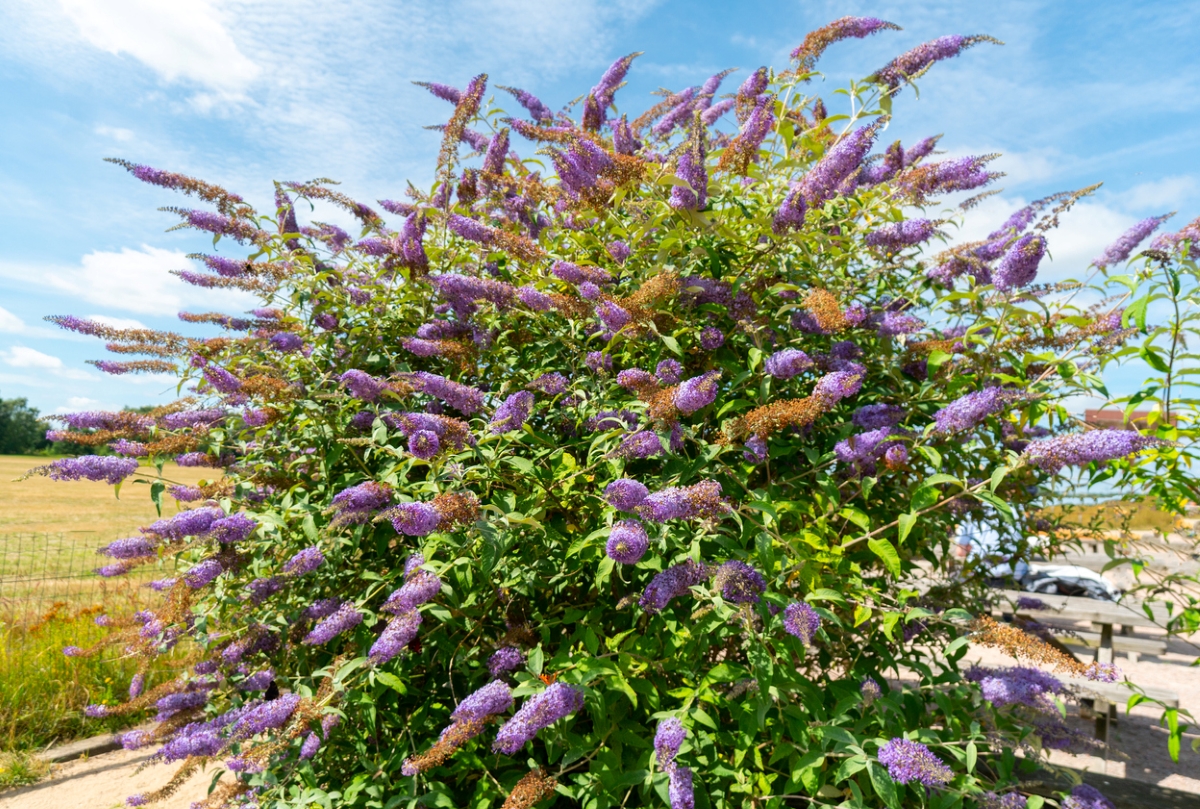 Large bush with purple cone flowers