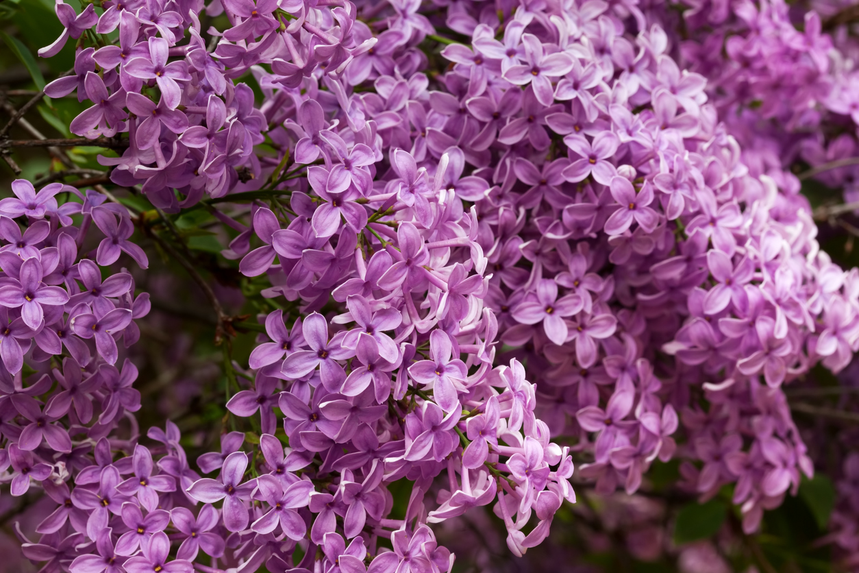 lilac varieties