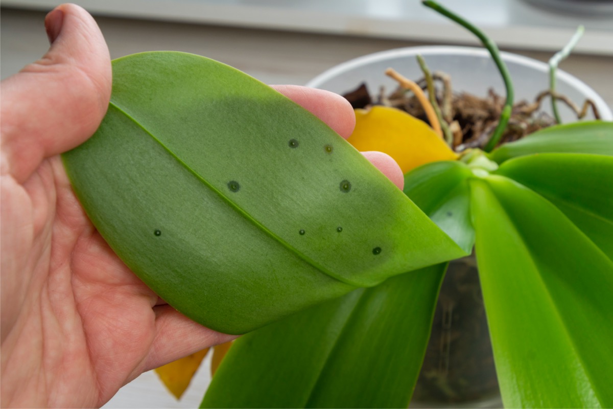 signs of overwatering plants