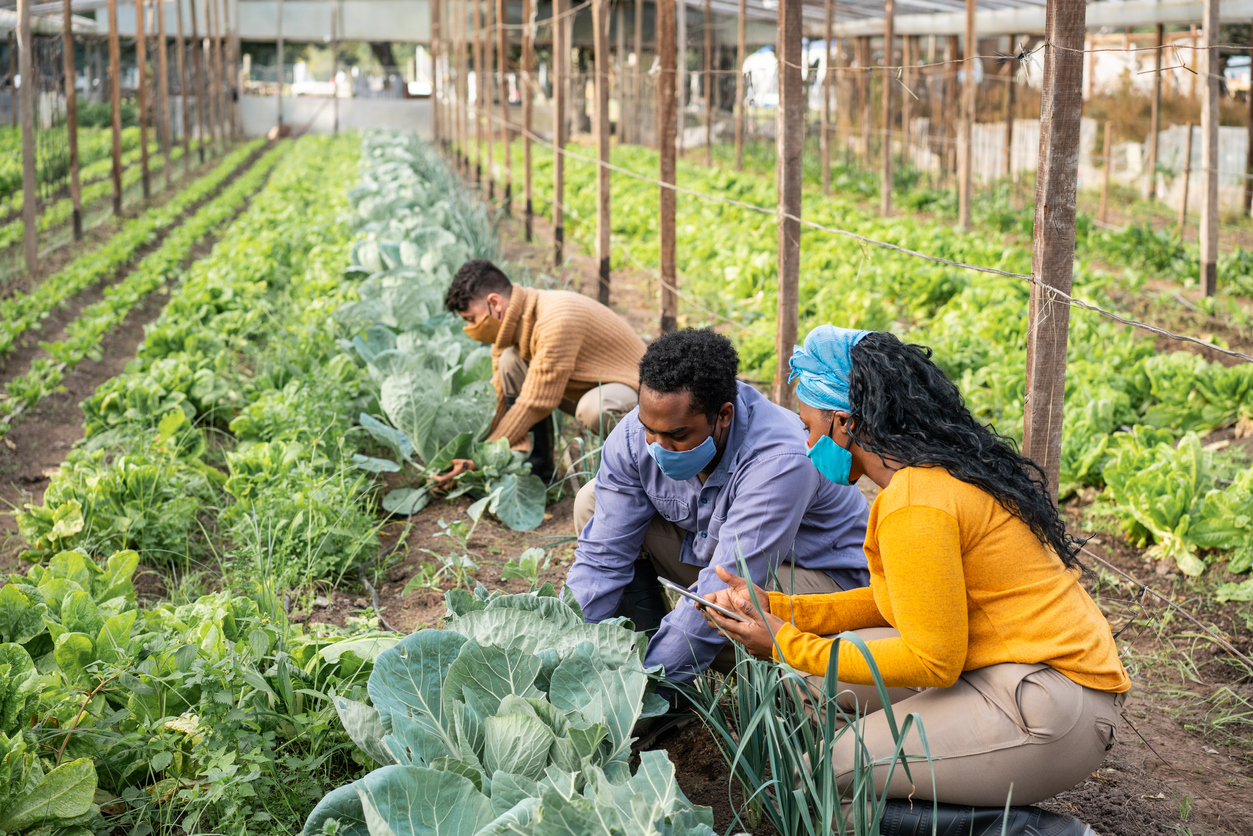 Why (and How) You Should Plant a Victory Garden This Season