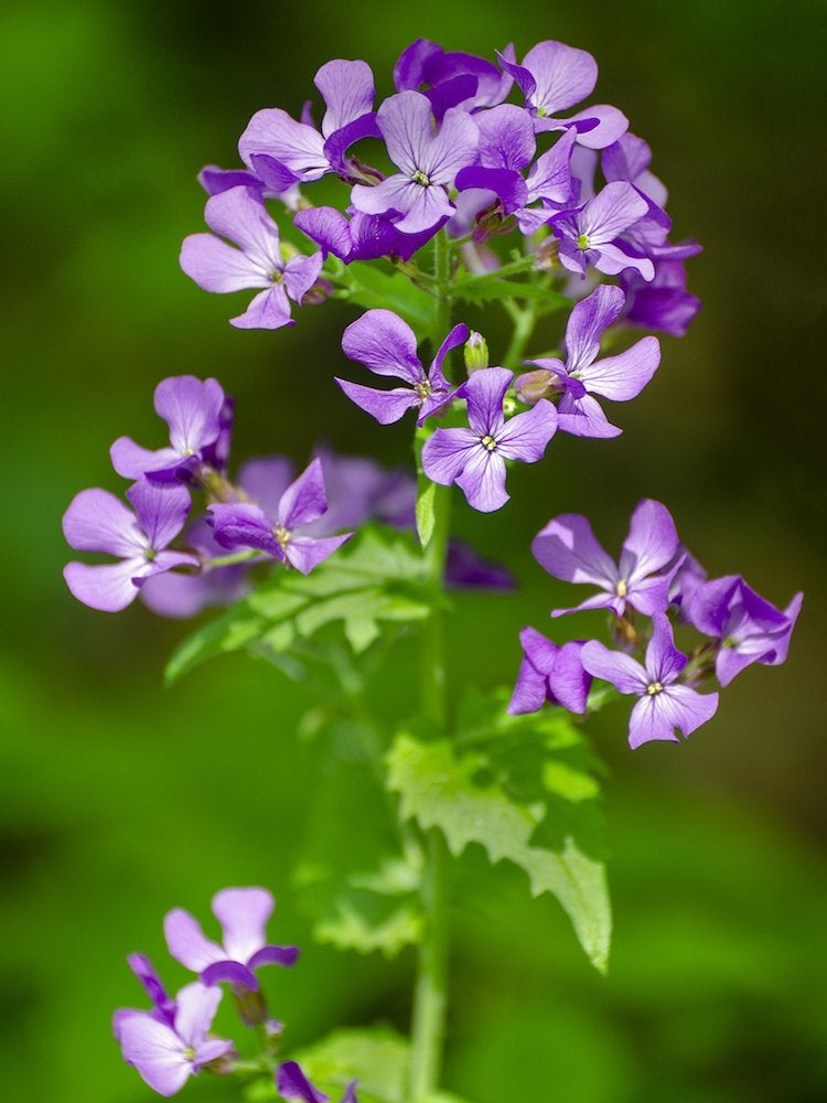 The 15 Worst Invasive Plants in America