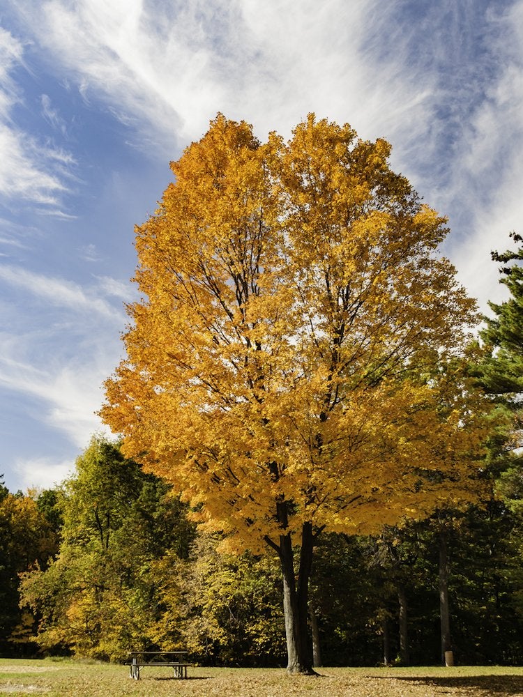 The Best Trees to Plant for Fall Foliage