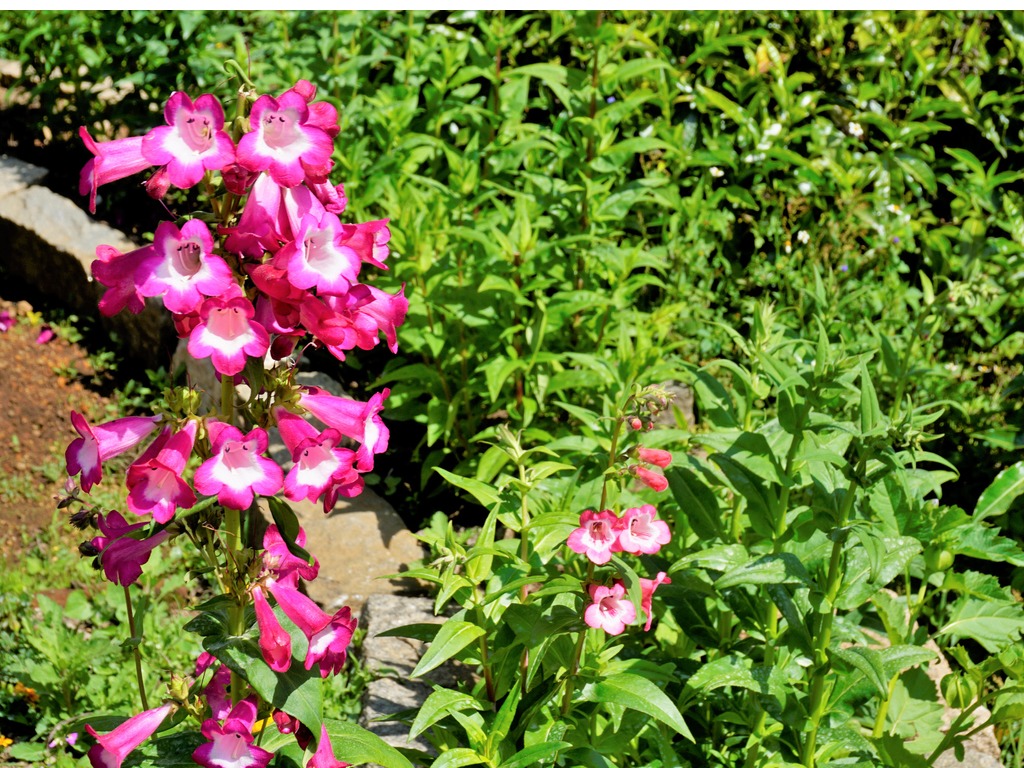 istock 1408265100 Pantone Color beautiful-flowers-of-penstemon.jpg