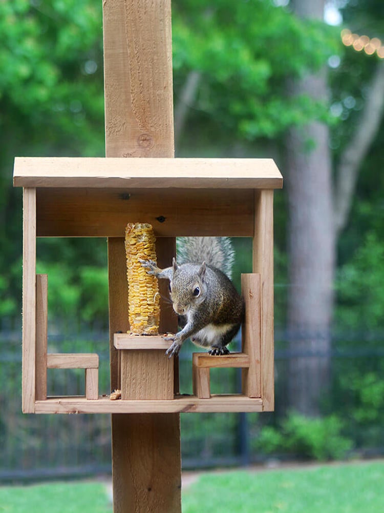 13 DIY Squirrel Feeder Ideas for Your Yard