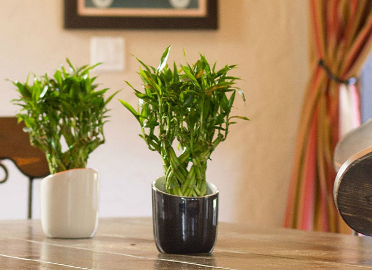 The Best Plants for Every Room of the House