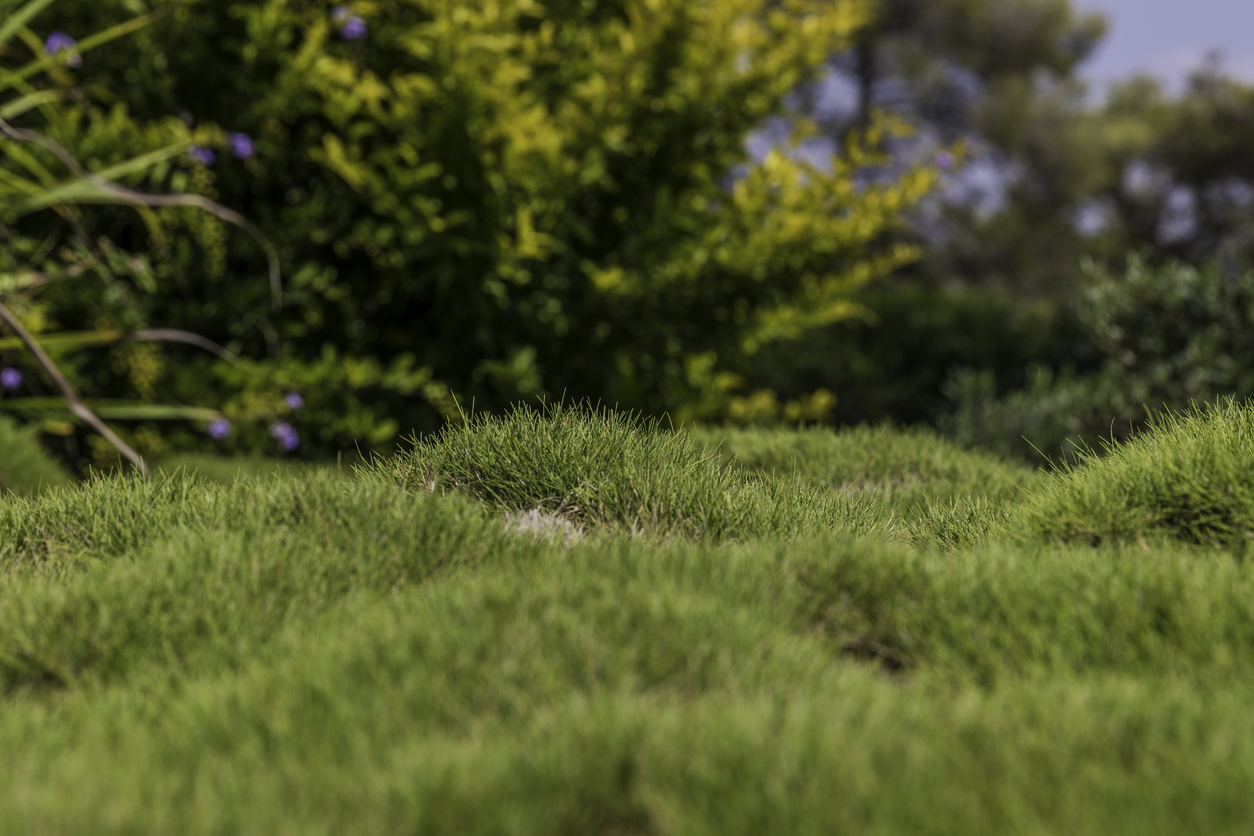 vue au niveau du sol de l'herbe bosselée avec plusieurs monticules irréguliers