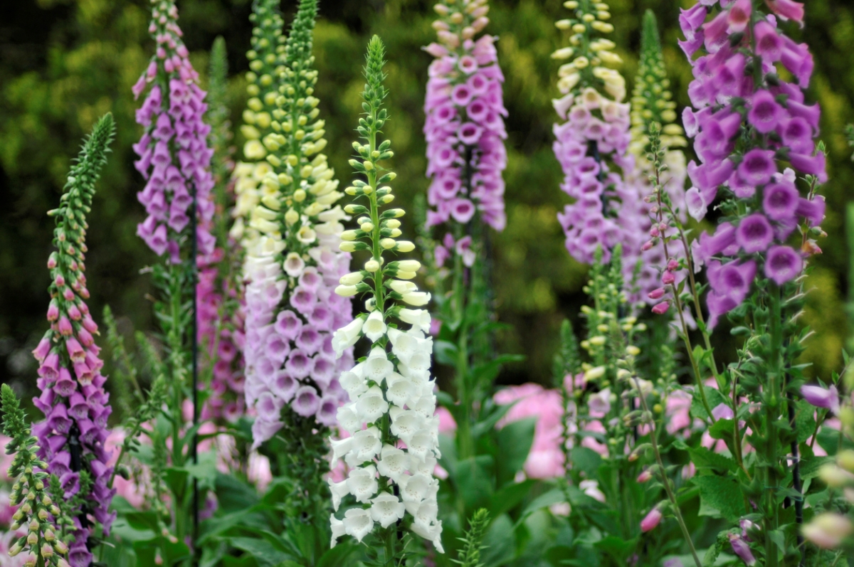 Various Foxglove flowers