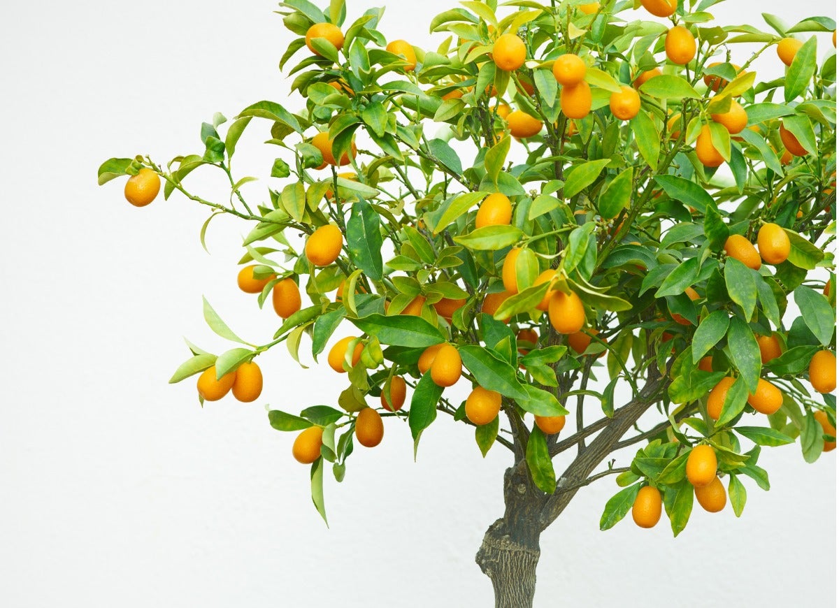 10 Indoor Fruit Trees You Can Grow at Home Year-Round