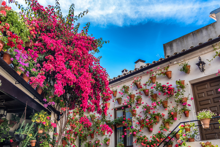 jardin de poche avec des fleurs rose vif et des petits pots de fleurs montés sur le mur de la maison.