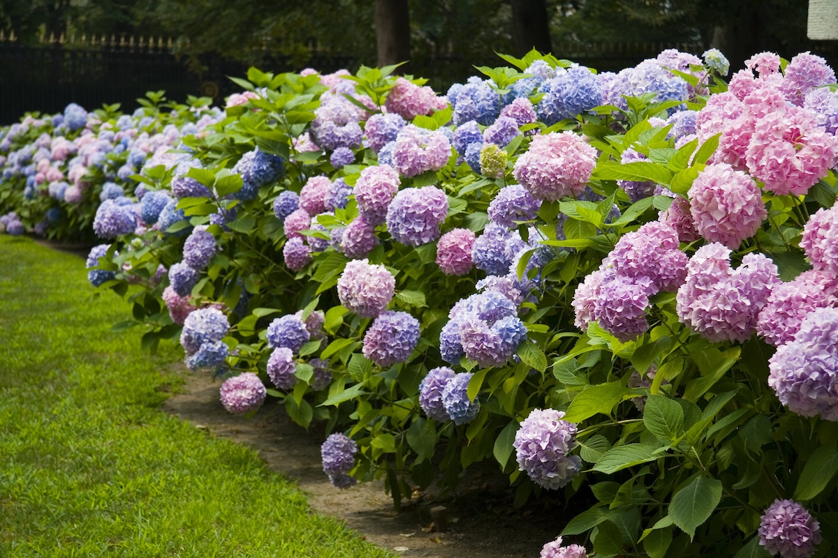 Colorful hydrangea hedge growing in a home landscape.