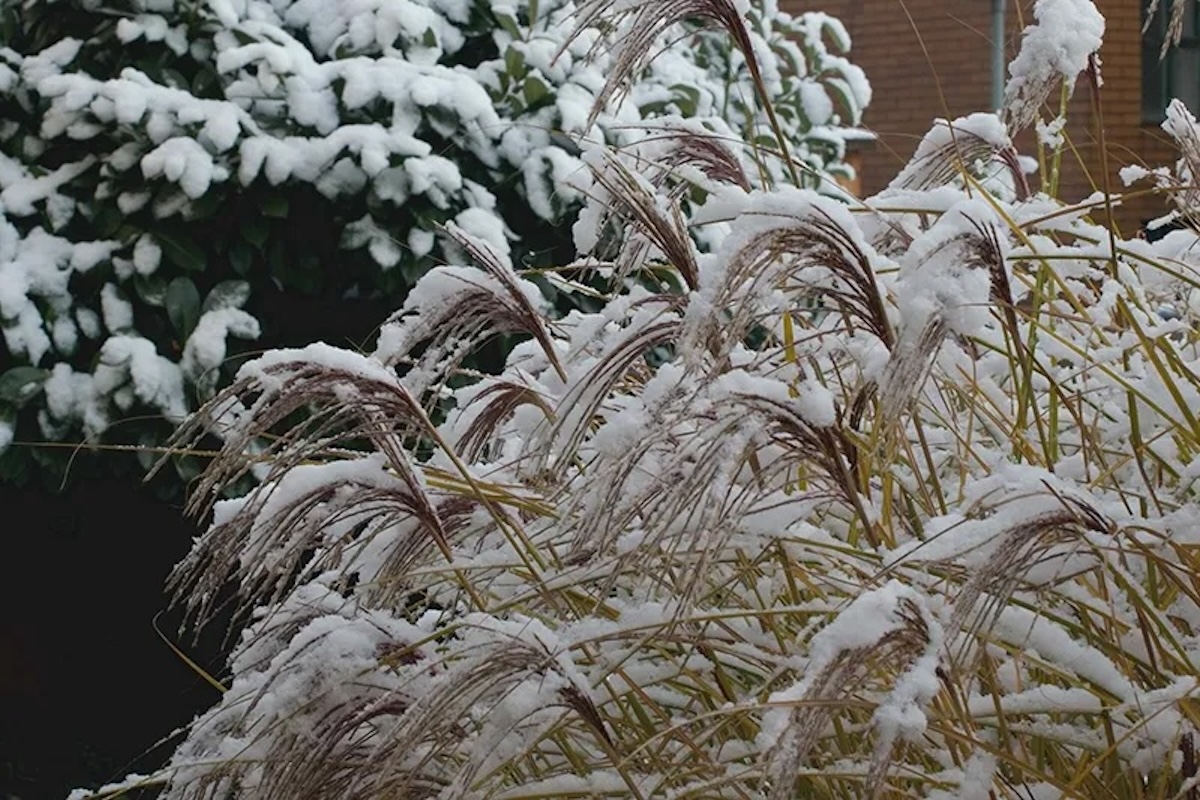 A flower bed of ornamental grass in the winter, covered with snow.