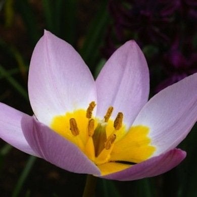 Botanical Tulips: Jewels of the Garden