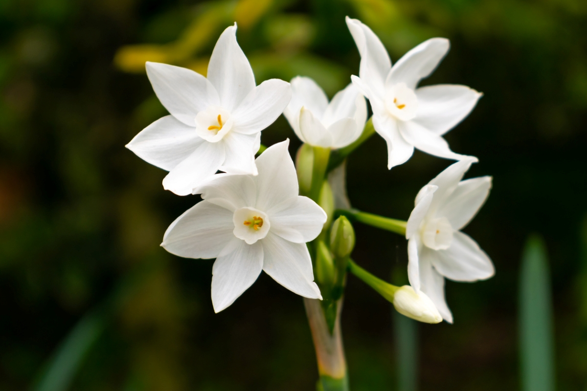 White paperwhite flowers.