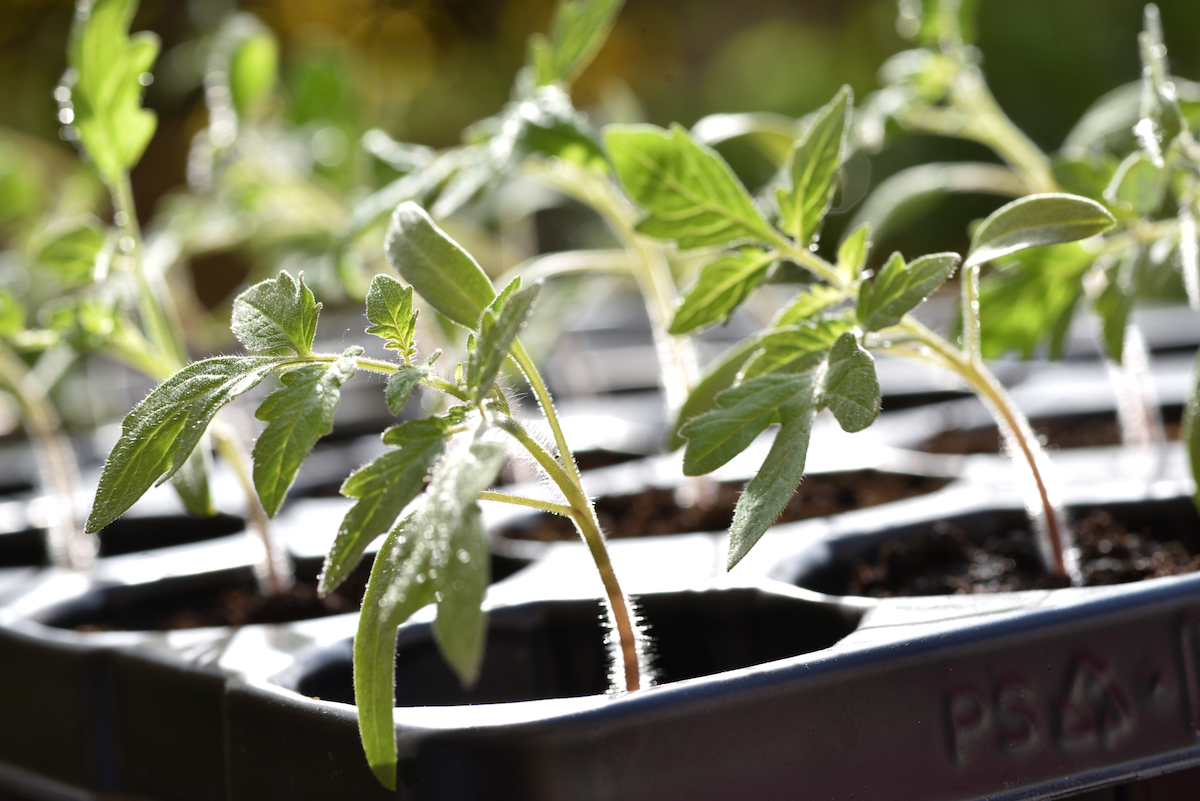 Un plateau de plants de tomates, certains penchés.