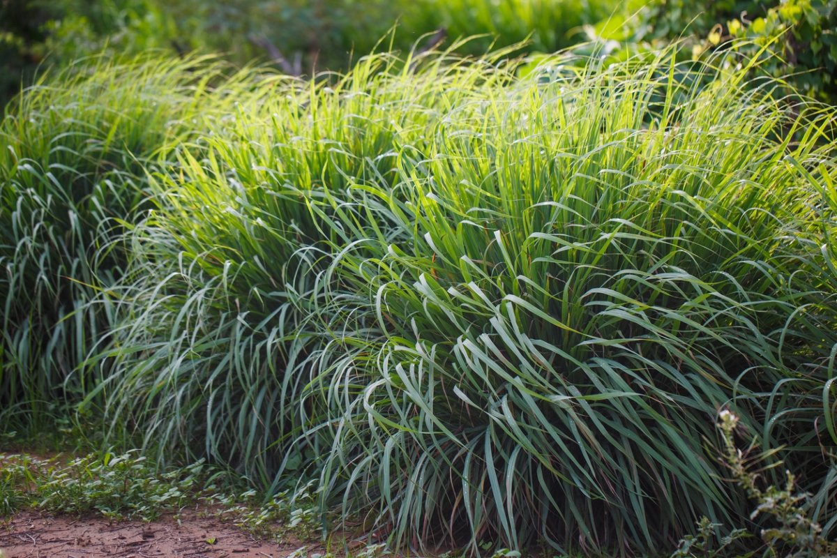 snake repellent plants lemongrass