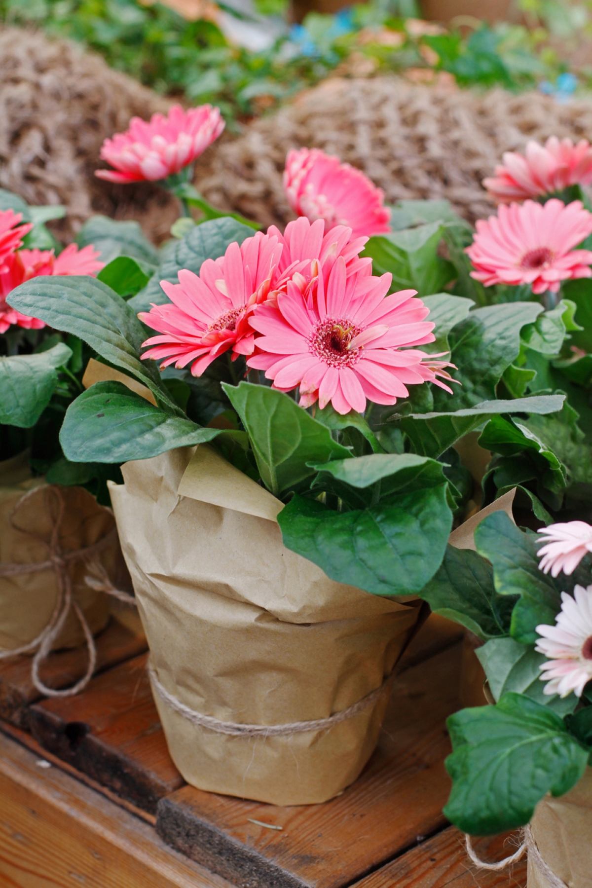 Potted pink flower plant