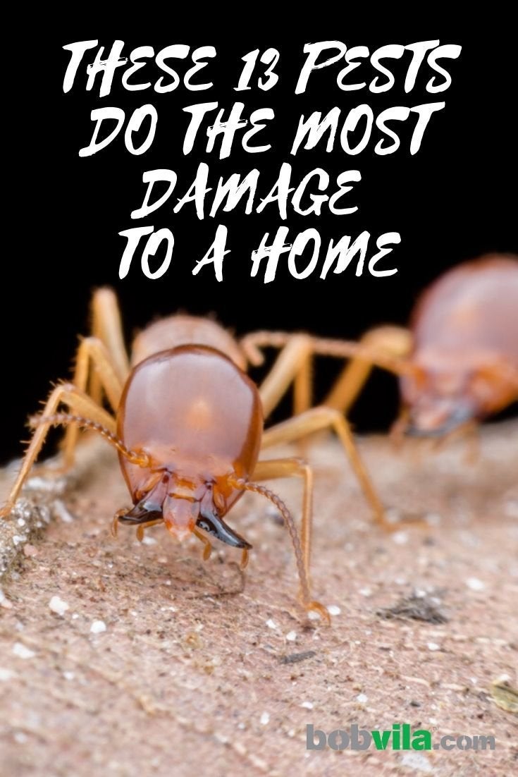 These 13 Pests Do the Most Damage to the Home