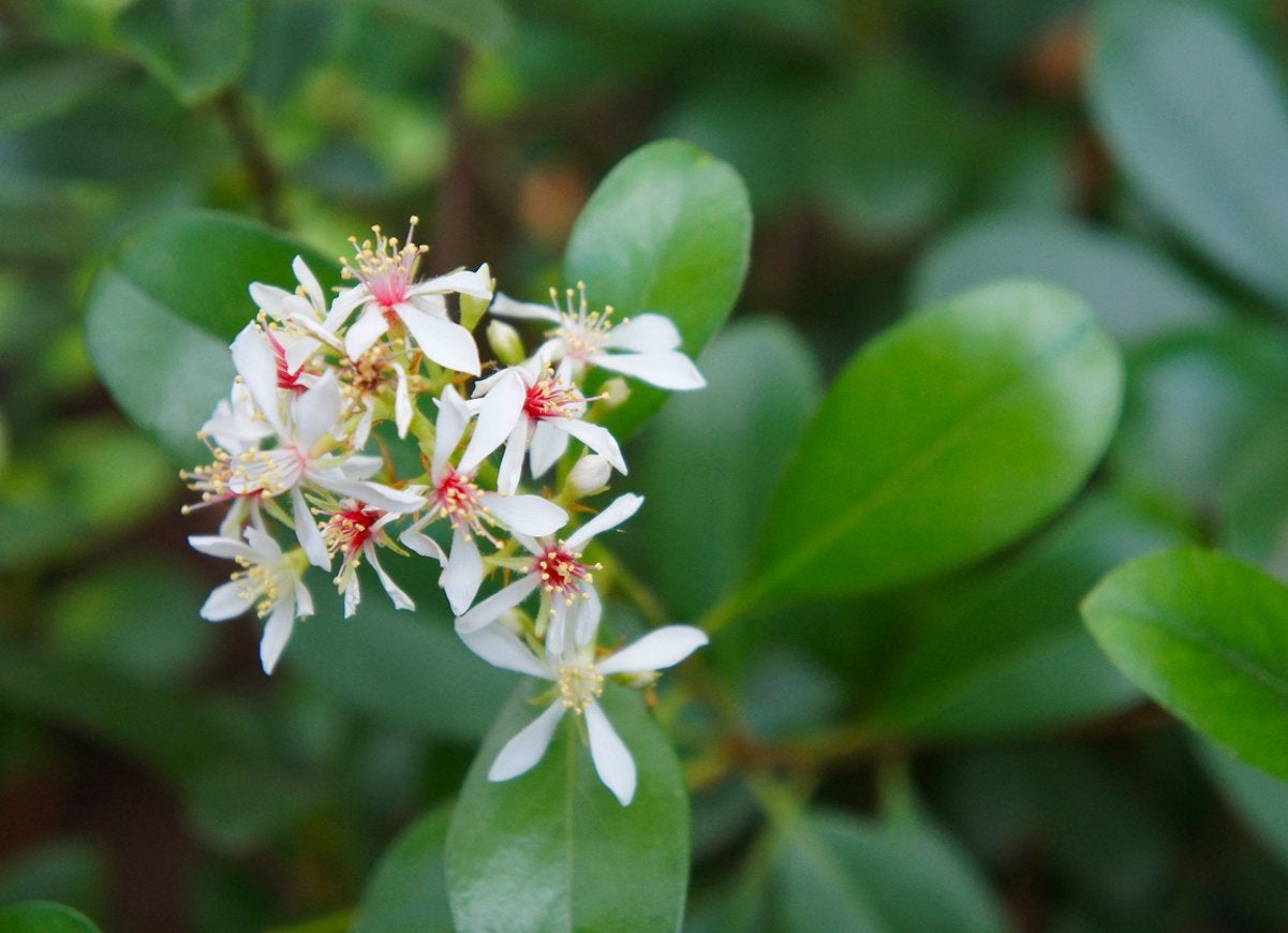 50 Plants That Thrive in Any Yard