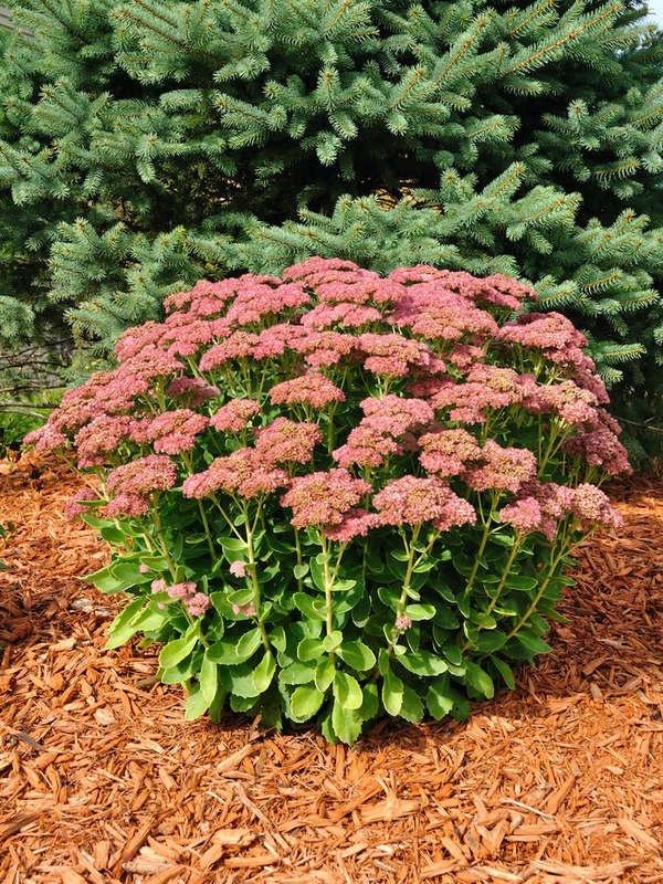 Autumn Joy Sedum (Hylotelephium spectabile ‘Autumn Joy’)