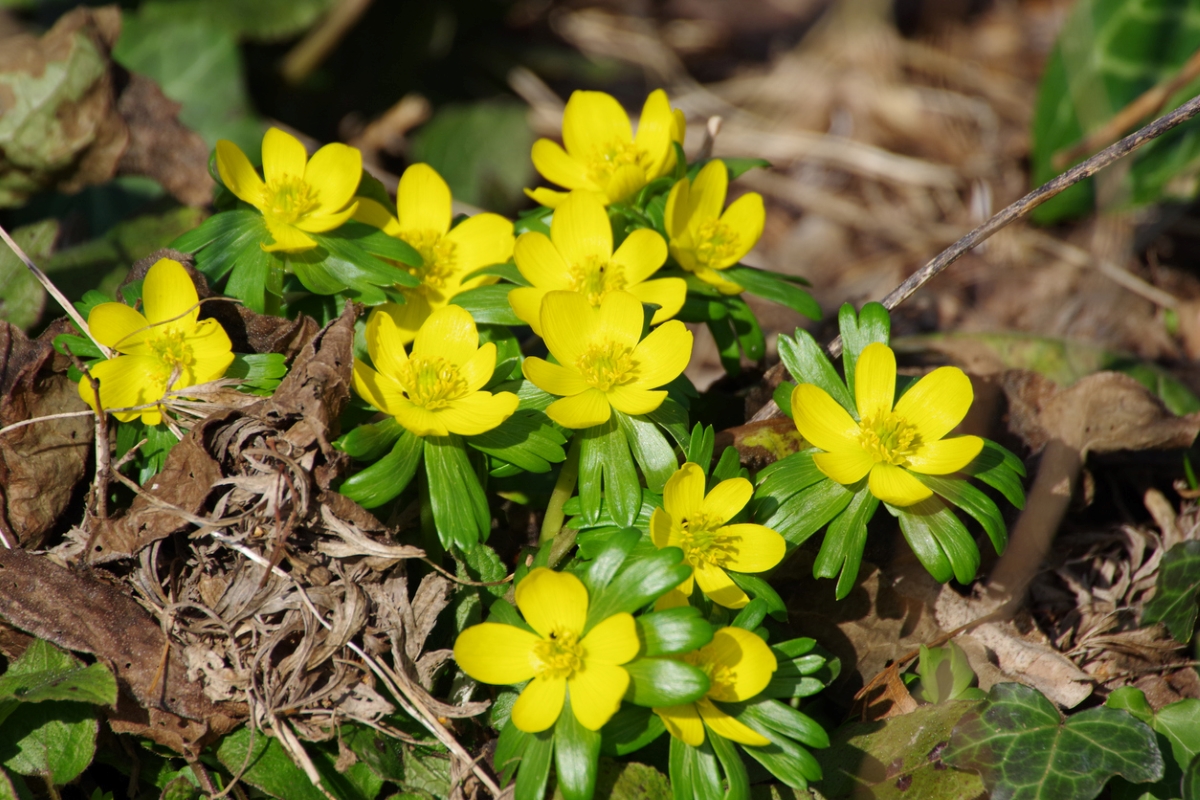 Small yellow flowers