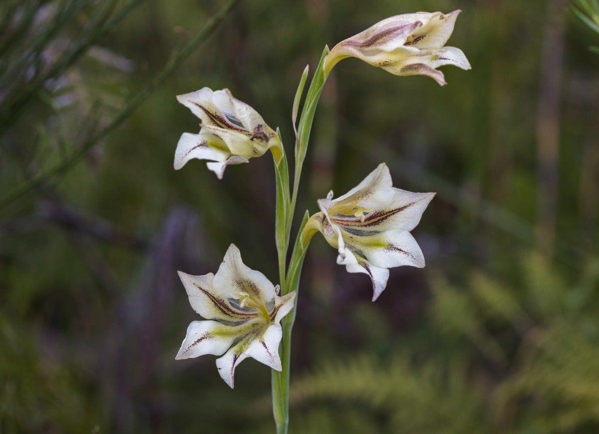 15 Fascinating Flowers That Bloom Only at Night