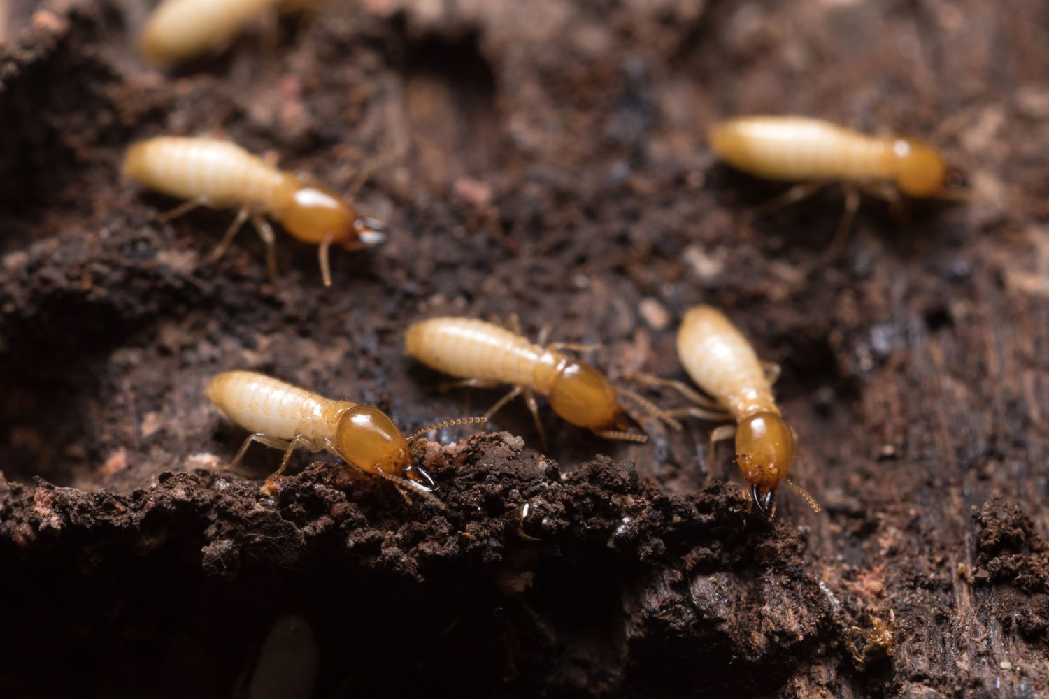 Termite Damage Repair Cost