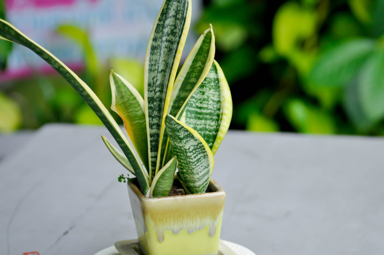 low light house plants small potted snake plant