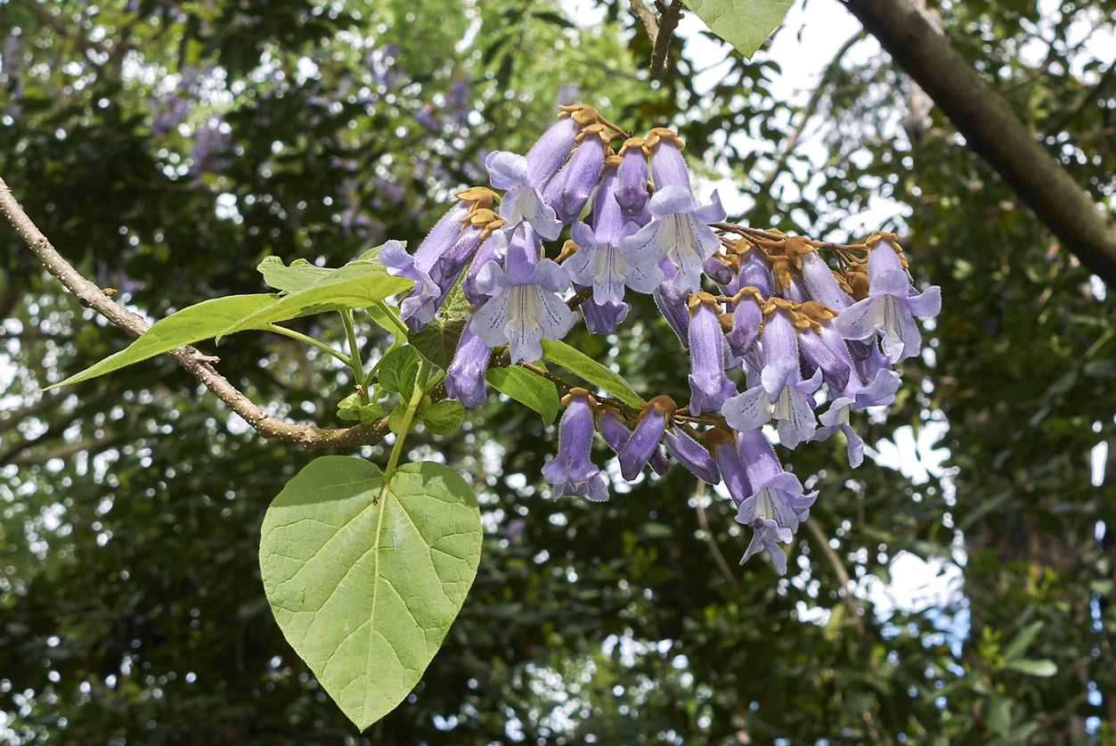 arbres d'ombrage à croissance rapide arbre impératrice fleurs violettes