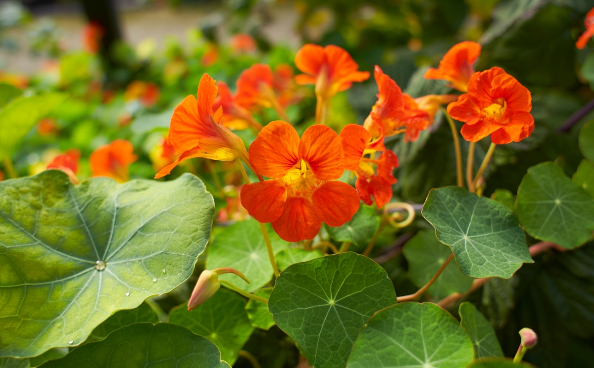 Orange nasturtium plant growing in garden.