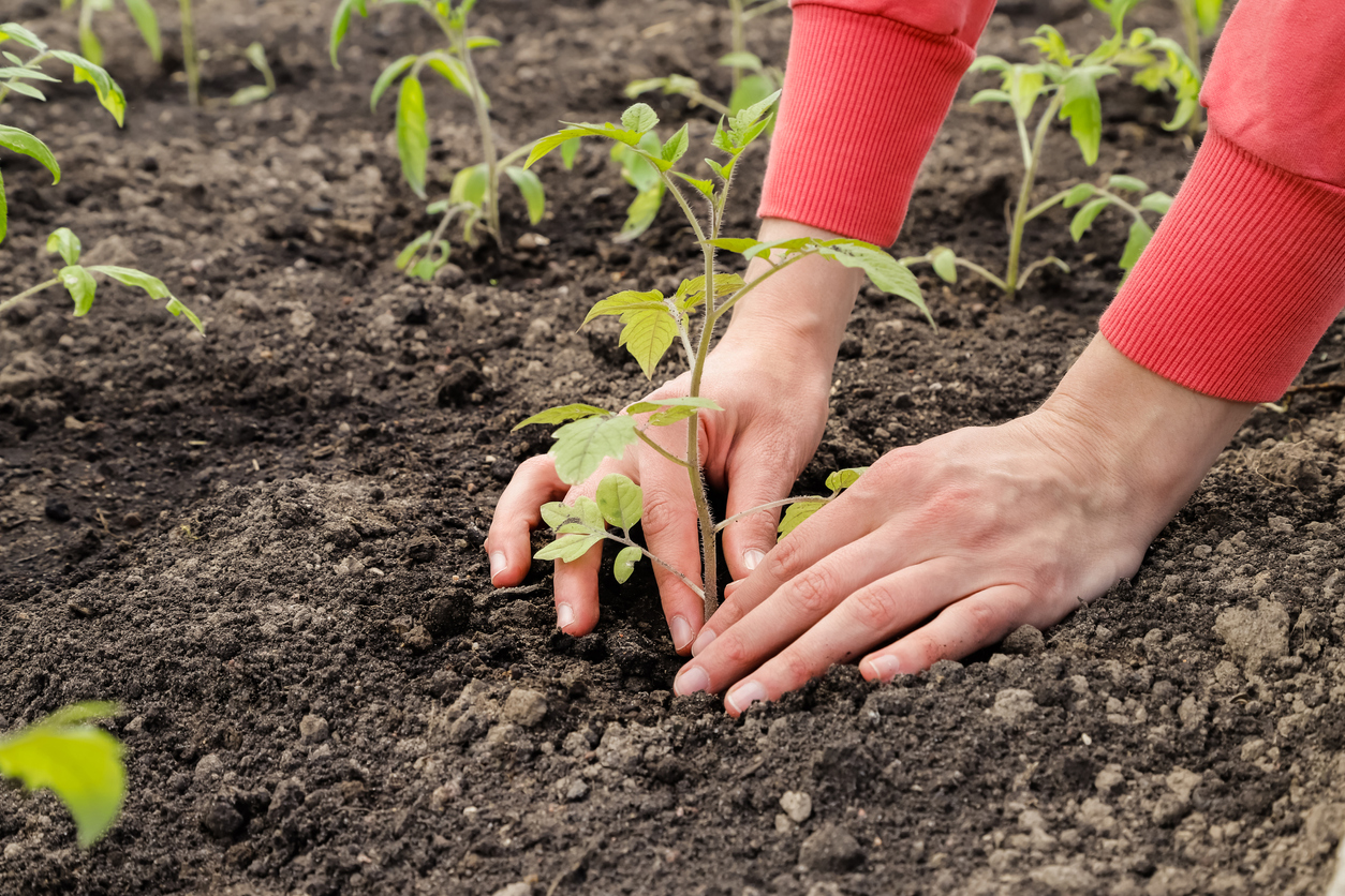 Female hands plant tomato seedlings in the ground, close-up