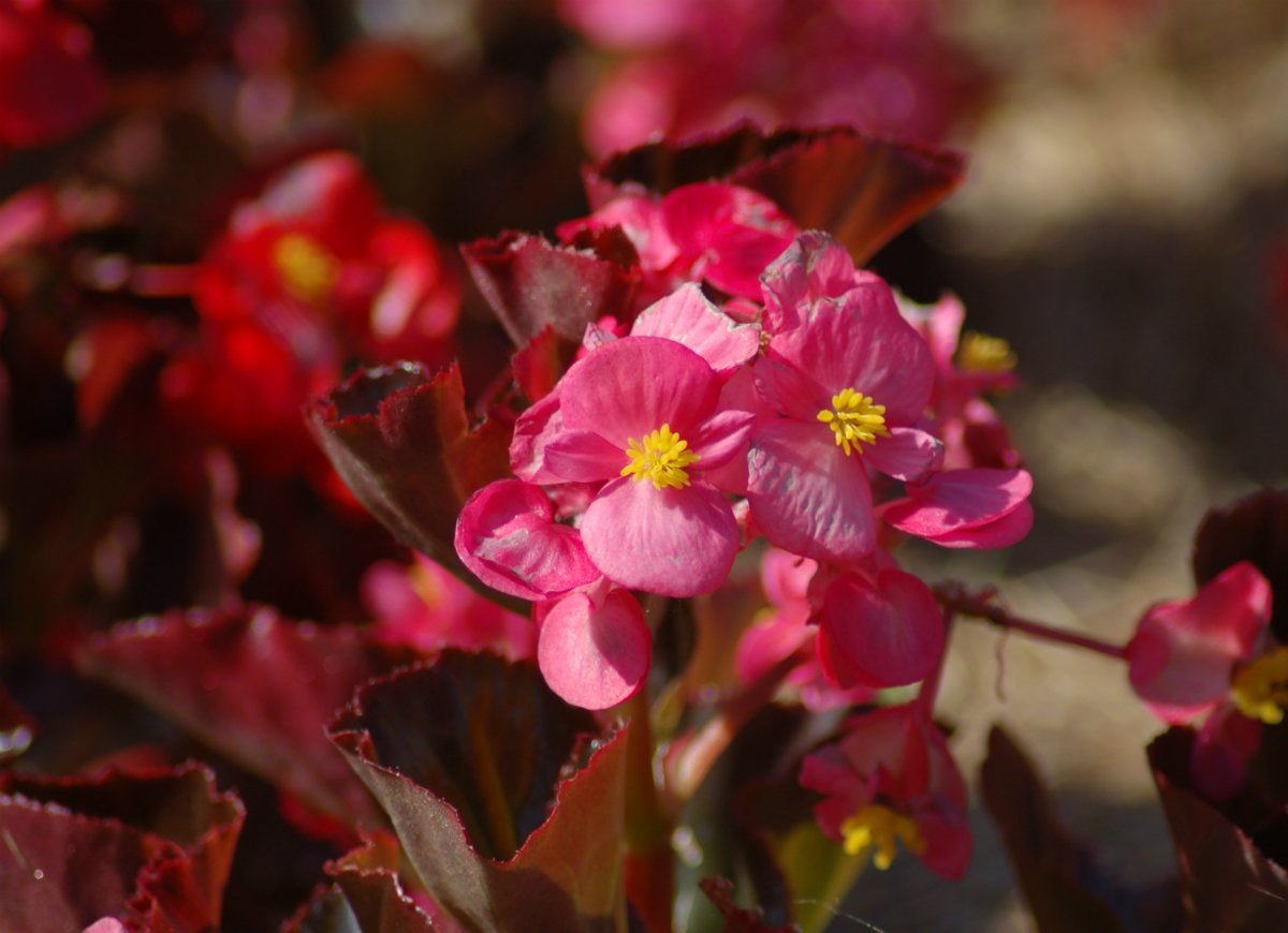 10 Foolproof Flowers Anyone Can Grow