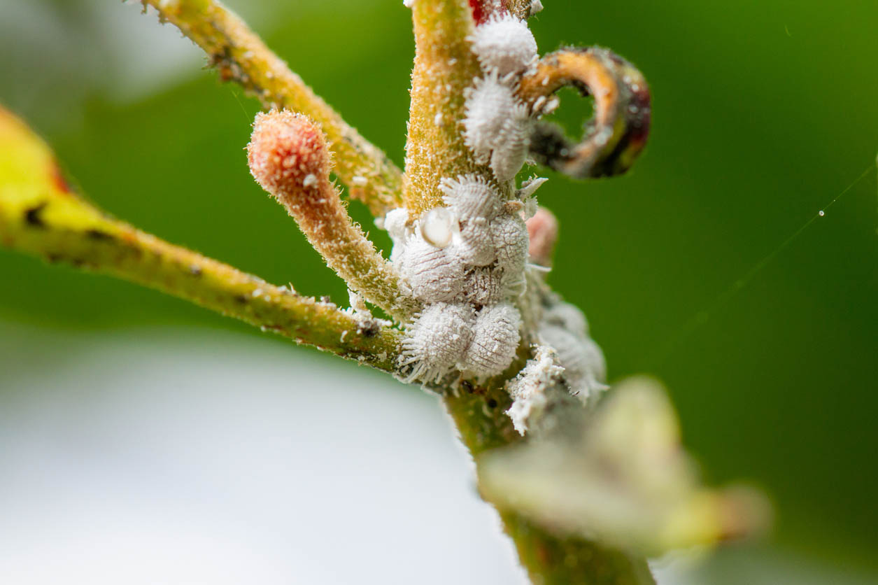 Comment se débarrasser des cochenilles farineuses